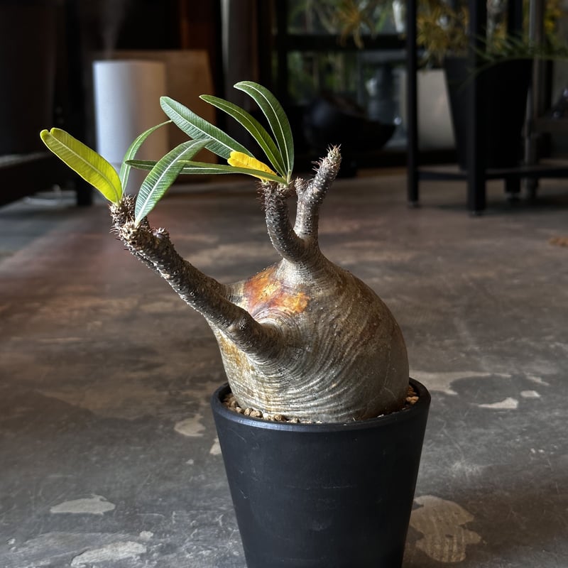 Pachypodium rosulatum var. gracilius | AQWAABA