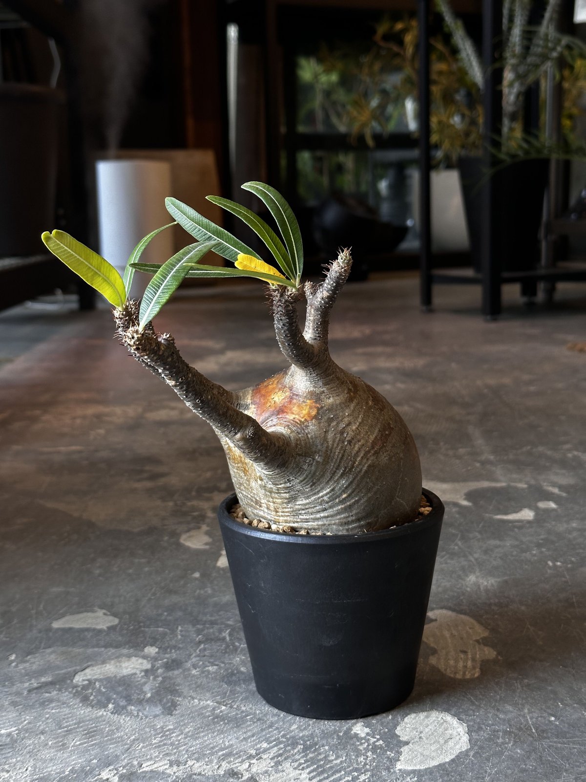 fit=scale-down,w=1200