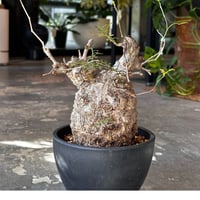 Operculicarya  pachypus -現地球- 1
