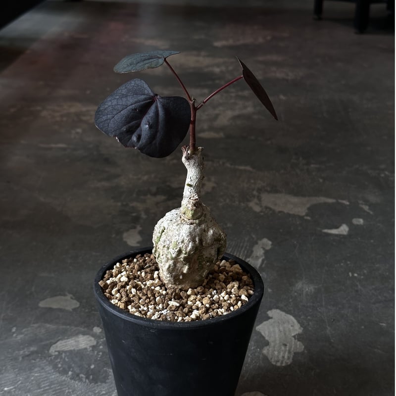 Adenia stylosa | AQWAABA