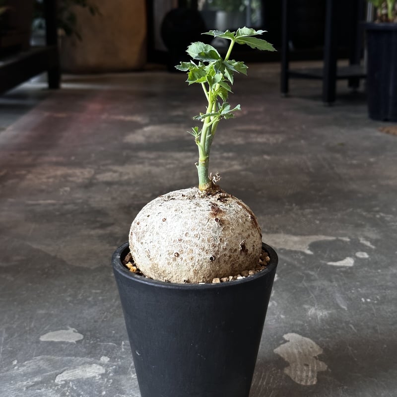 Jatropha cathartica '錦珊瑚' | AQWAABA