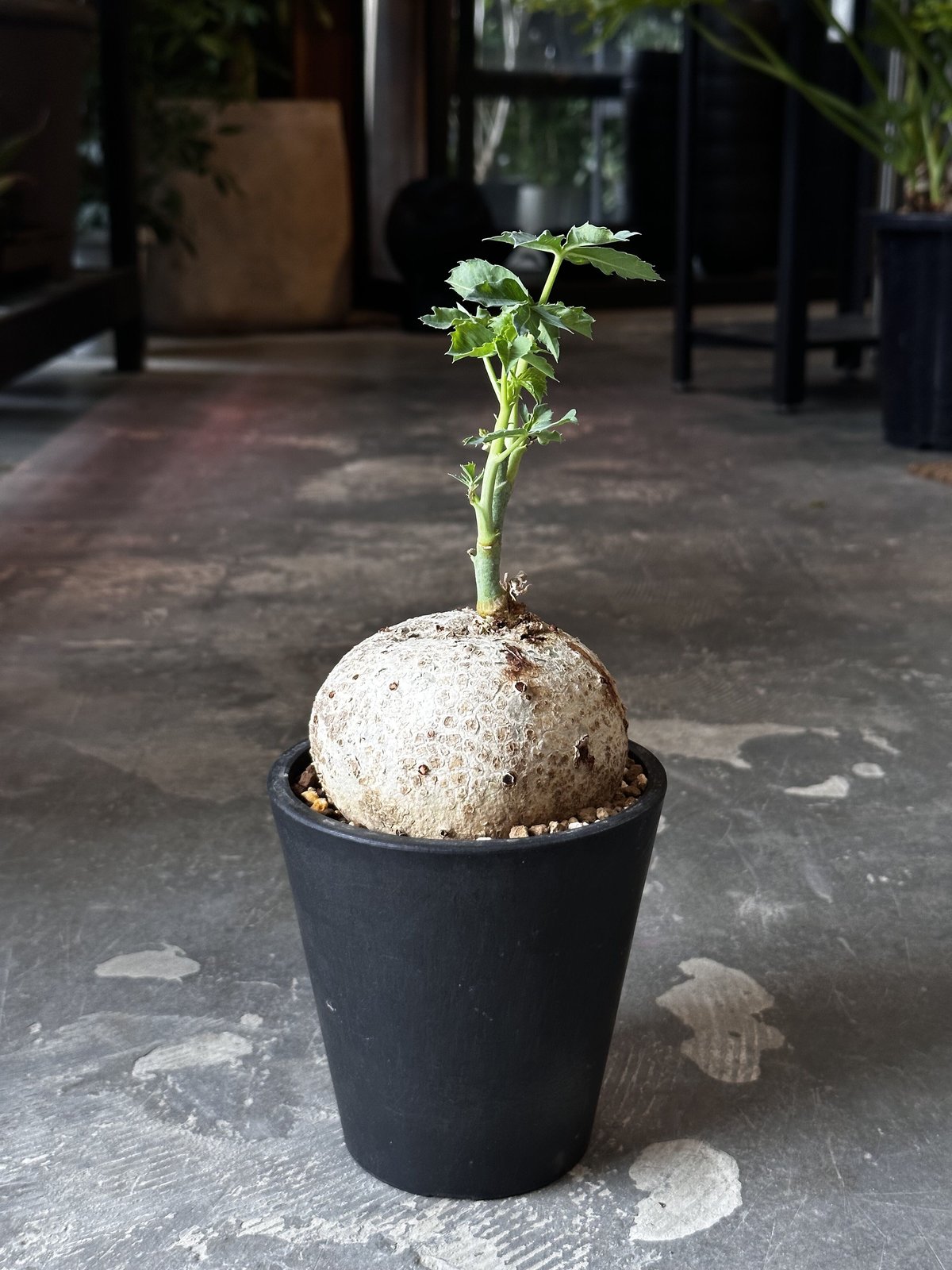 Jatropha cathartica '錦珊瑚' | AQWAABA
