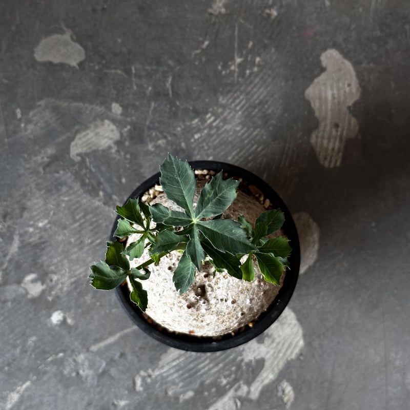 Jatropha cathartica '錦珊瑚' | AQWAABA