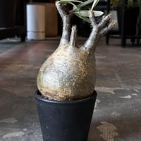 Pachypodium rosulatum var. gracilius