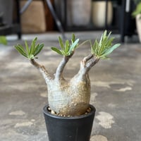 Pachypodium rosulatum var. gracilius