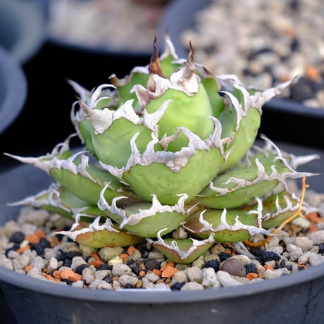 白犀牛　胴切り　子株 CATEGORY 白犀牛 | planet-familiar