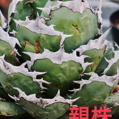 CATEGORY 白犀牛 | planet-familiar CATEGORY 白犀牛 | planet-familiar