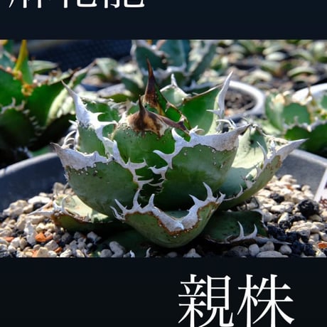 CATEGORY 白犀牛 | planet-familiar CATEGORY 白犀牛 | planet-familiar
