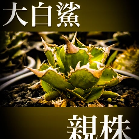 CATEGORY 白犀牛 | planet-familiar CATEGORY 白犀牛 | planet-familiar