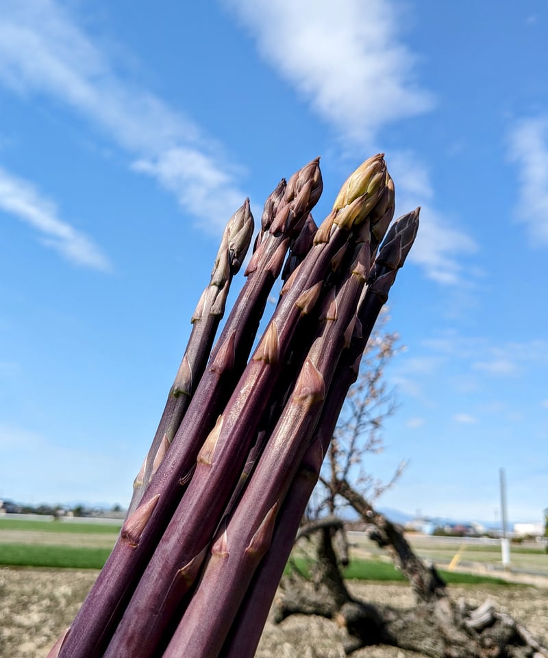 希少】紫アスパラガス（Lサイズ以上） | 中園農園