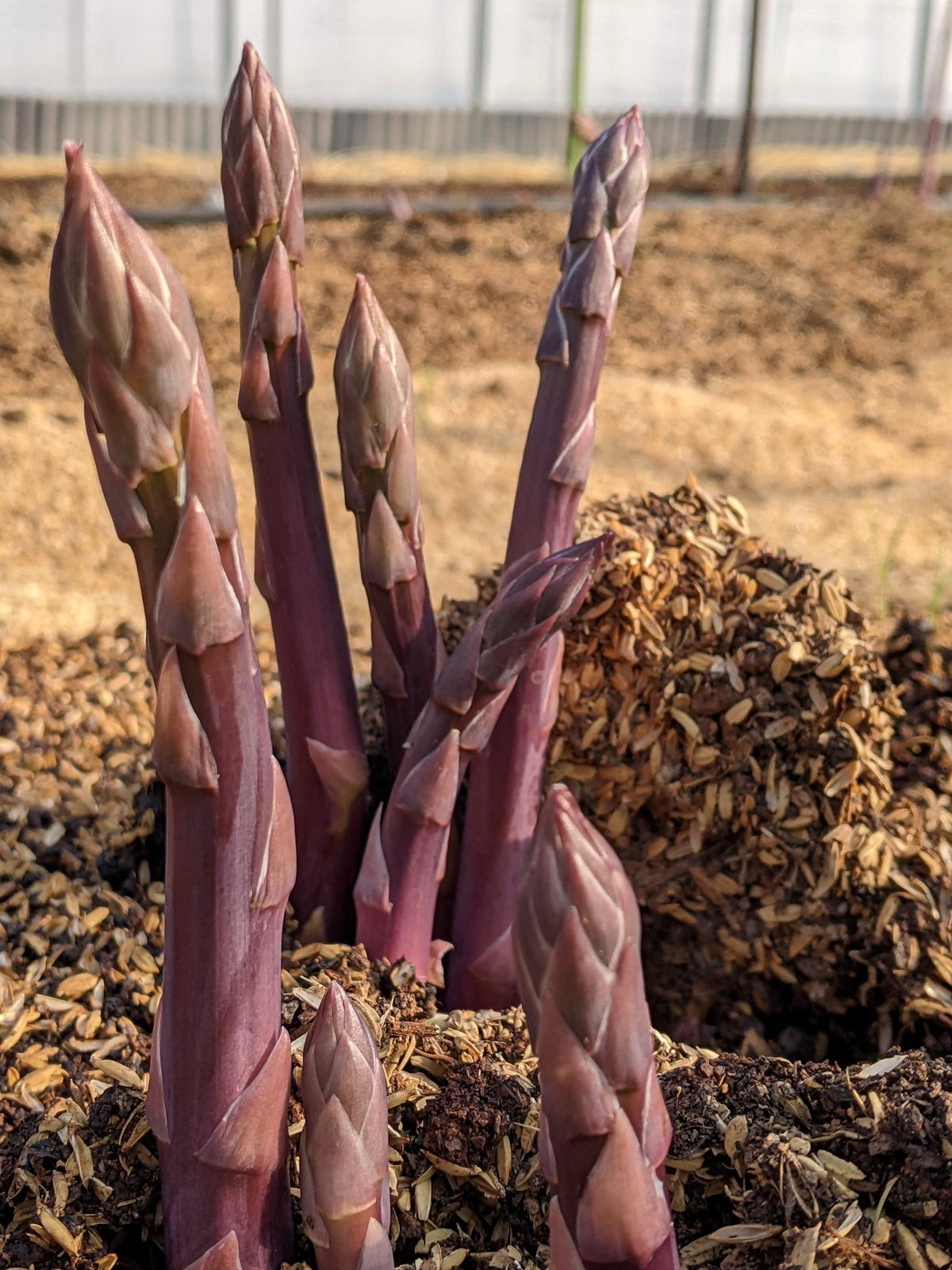 希少】紫アスパラガス（Lサイズ以上） | 中園農園