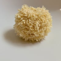 ルイボス染め　約10g