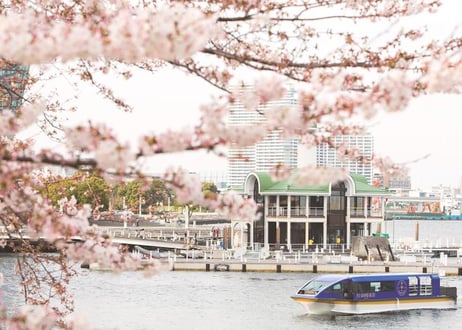 🌸Sakura & Cruise Tour on April 1st