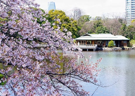 🌸Sakura & Cruise Tour on April 1st