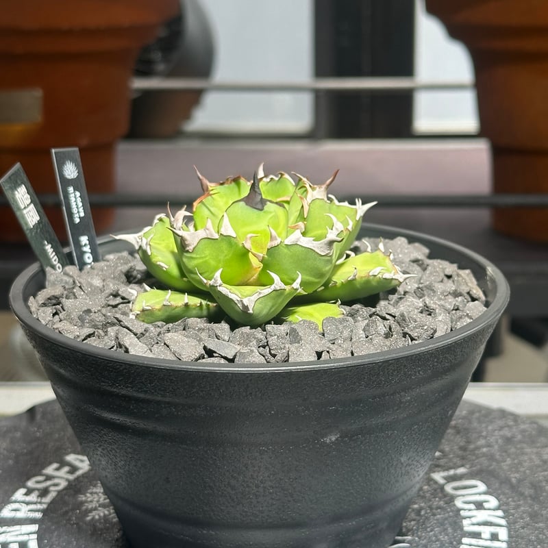 アガベ チタノタ キョウト Agave titanota KYOTO | 碧屋 midoriya
