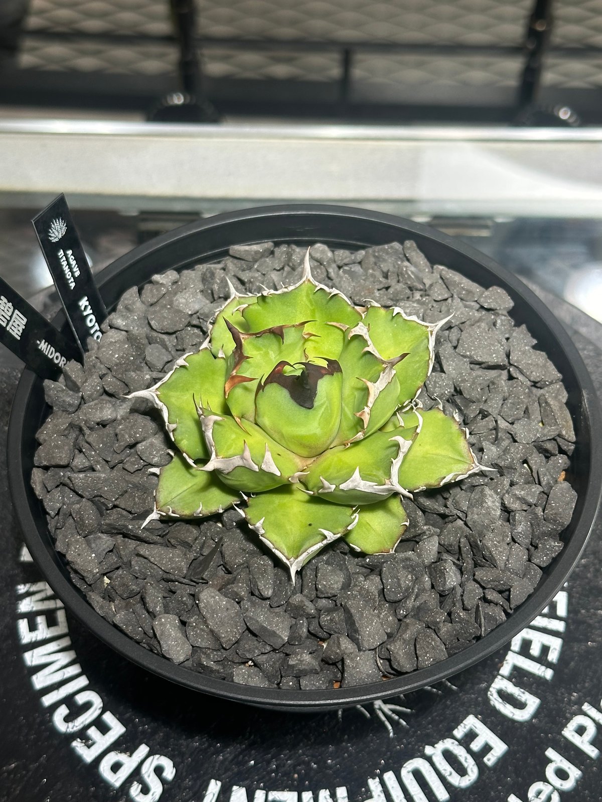 アガベ　チタノタ　国産 fit=scale-down,w=1200