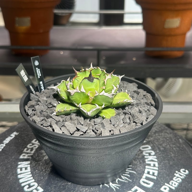 アガベ チタノタ キョウト Agave titanota KYOTO | 碧屋 midoriya