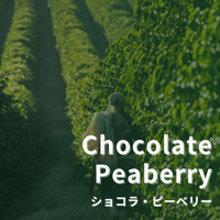 【ブラジル　ショコラ・ピーベリー】　100g　　非常に希少な珈琲です