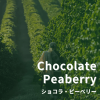【ブラジル　ショコラ・ピーベリー】　500g　　非常に希少な珈琲です