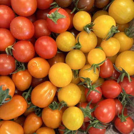 【一般販売】カラフルShikiトマト　4キロ箱