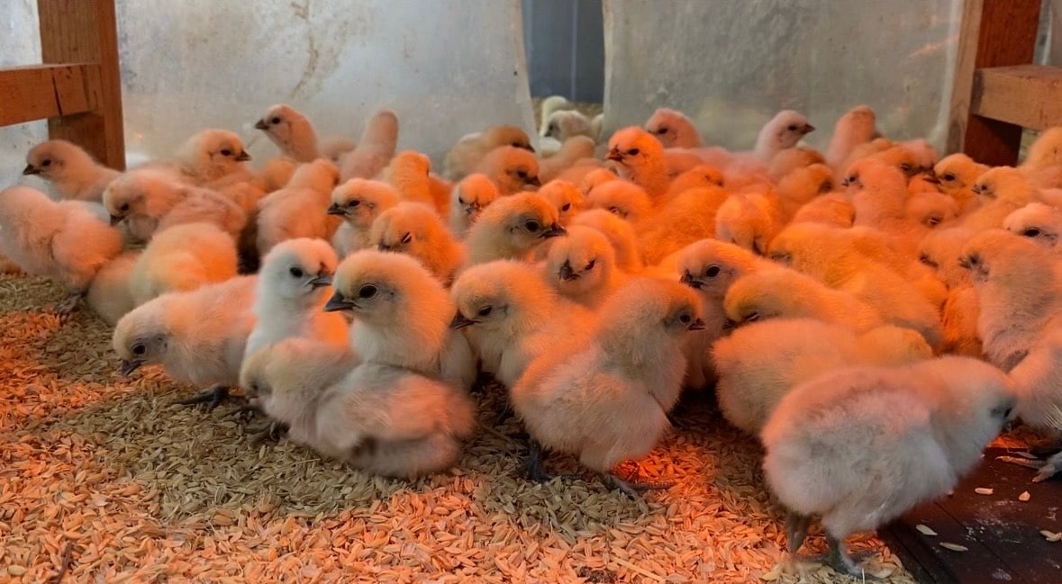 栄養満点！人生の楽園に出演した時の烏骨鶏の雛が産んだ卵！6個