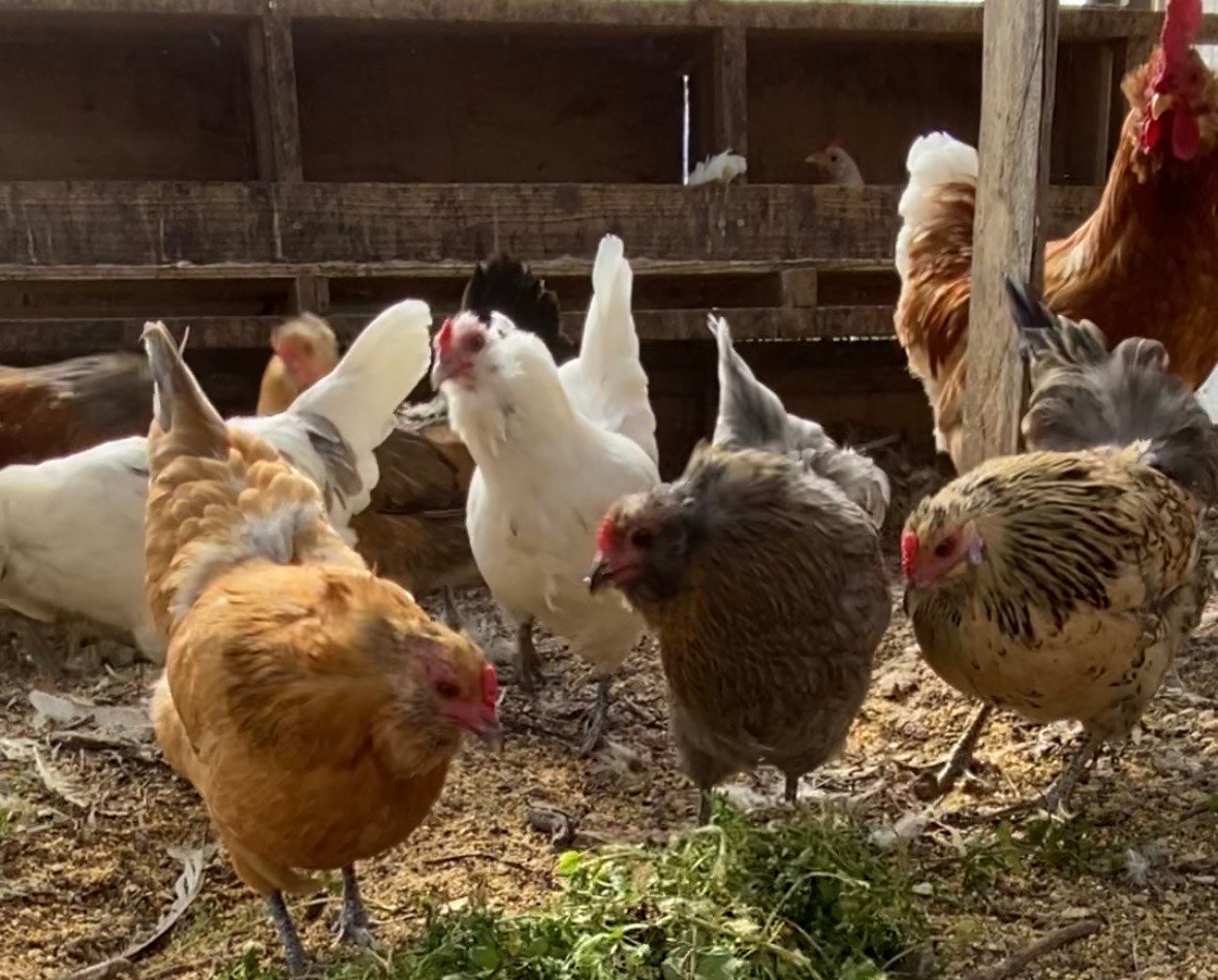 平飼い有精卵 アローカナの卵 6個入り2パック | TANAKAFARM STORE
