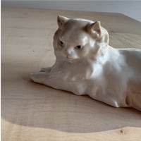 You are beautiful cat ♡