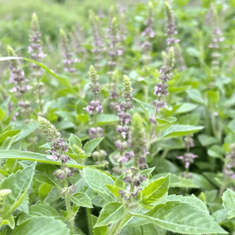 うめとプラムのコーディアル　WITH HOLY BASIL & PLUM HOLY BLESSING 140g
