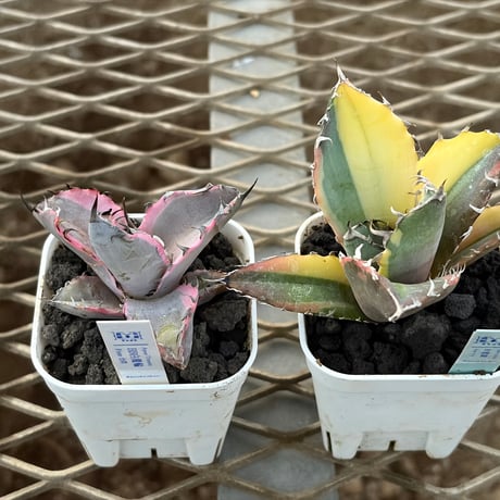 アガベbb | STORES