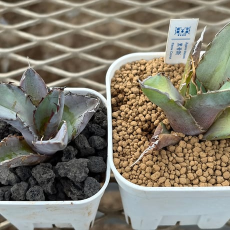 ブラックアンドブルー | STORES ブラックアンドブルー | STORES