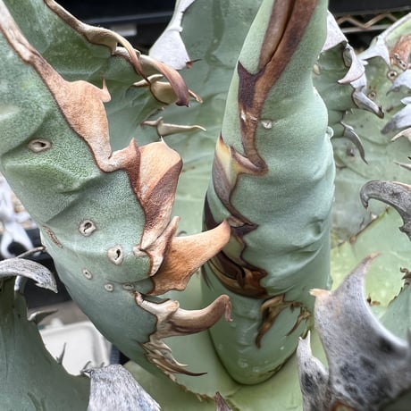 オテロイ | STORES