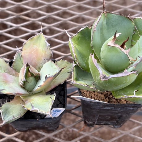 アガベチタノタ　ジャガーノートhyb CJ産 アガベチタノタ ジャガーノートhyb CJ産