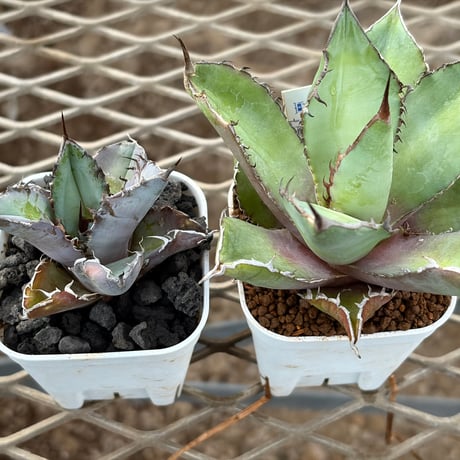 ブラックアンドブルー | STORES