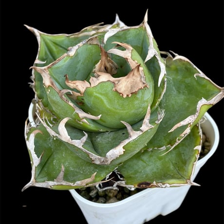 【大特価】アガベ COK 親株販売 Yahoo!オークション -「アガベ チタノタ コック」(観葉植物) の落札