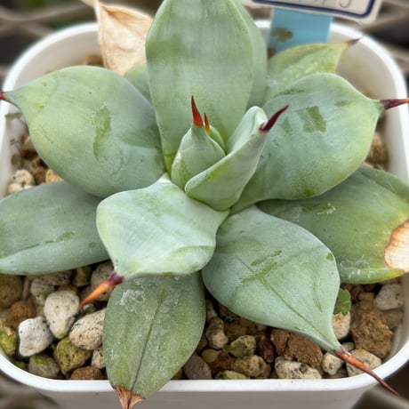 イシスメンシス | STORES