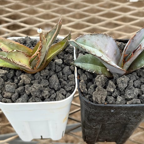 【希少】肉厚アガベ（オテロイ・宝樹） アガベ・オテロイ】育て方完全ガイド | メキシコ原産の美しい多肉植物