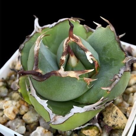 ジャガーノート | STORES