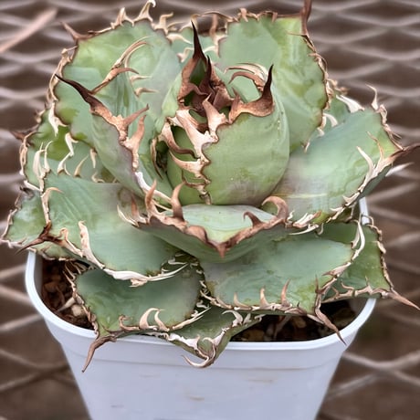 チタノタ | STORES