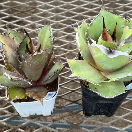 ブラックファイヤー | STORES