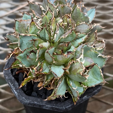 オテロイ | STORES