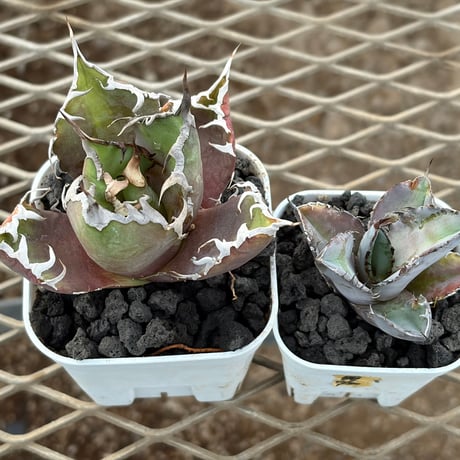 ブラックアンドブルー | STORES