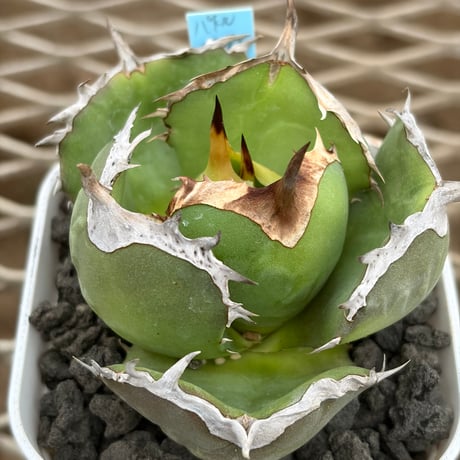 イラン株 | STORES