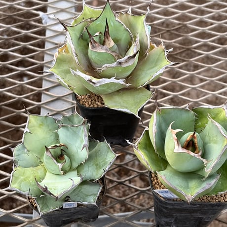 ジャガーノート | STORES