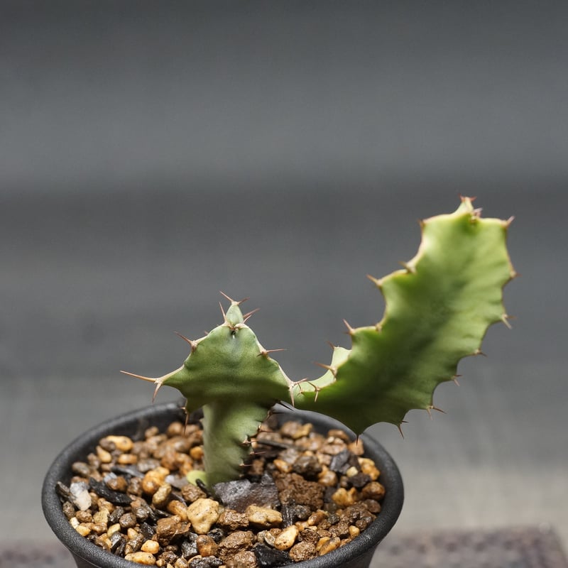 Euphorbia graniticola