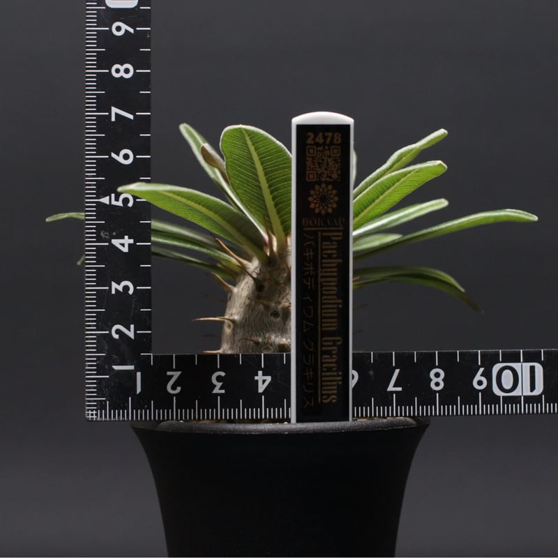 パキポディウム グラキリス Pachypodium gracilius ⑥ パキポディウム グラキリス Pachypodium gracilius 発根済 (gk-41