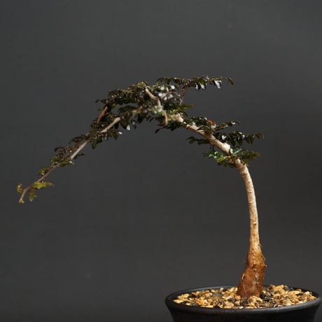 ベストセラー オペルクリカリアパキプス Pergia 原種 塊根植物