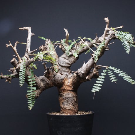 ボスウェリアネグレクタ 高さ70cm程 灌木植物　Boswellia neglectaコーデックスパキポディウムグラキリスフランキンセンスコミフォラカタフ ボスウェリアネグレクタ | STORES