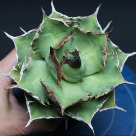 アガベ チタノタ【阿修羅】 "Agave titanota" 管理2629