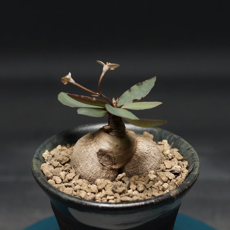 Euphorbia moratii