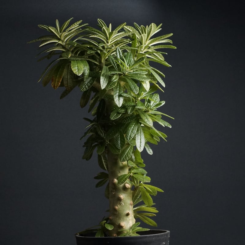 ドルステニア ギガス 5年目② ドルステニア ギガス 5年目② ニテラ